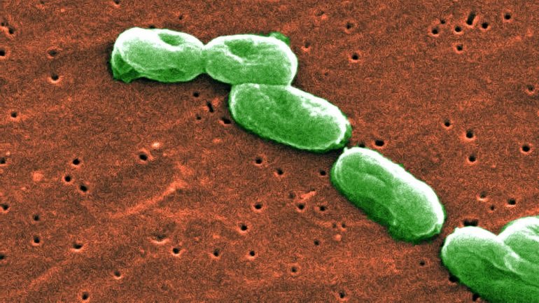 As bactérias do género 'Burkholderia' foram um dos grupos estudados para a degradação da penicilina