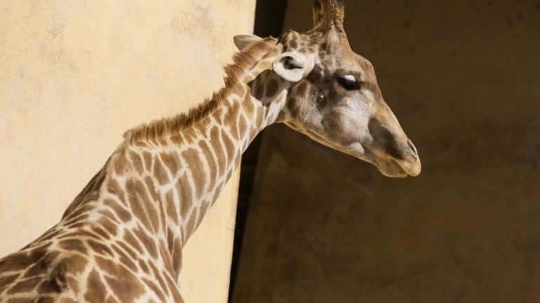 As girafas-de-Angola só existem em três jardins zoológicos na Europa: Lisboa, Dortmund, na Alemanha, e em Amersfoort-Utrecht, na Holanda.