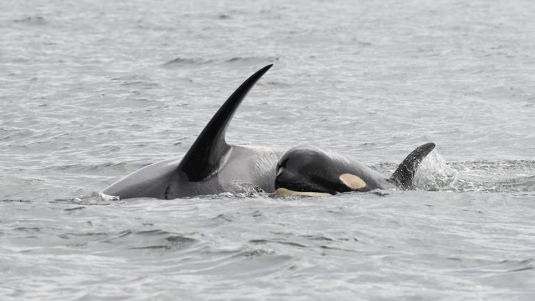 A orca carregou a cria morta durante mil milhas ao longo de 17 dias