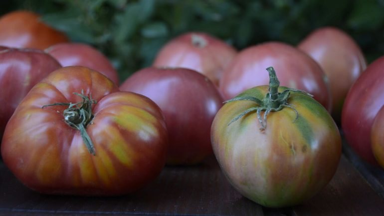 O tomate coração de boi é um produto típico da região do Douro