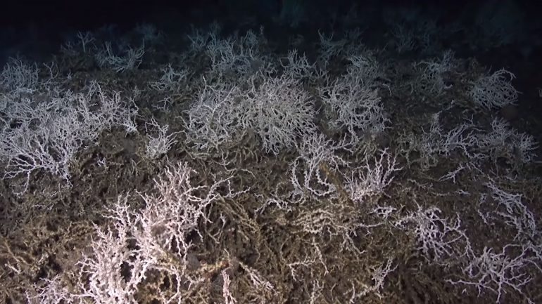 O recife de coral foi encontrado a cerca de 800 metros de profundidade do mar. 