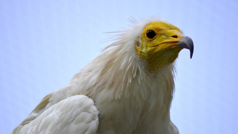 O abutre-do-egito é uma espécie em vias de extinção