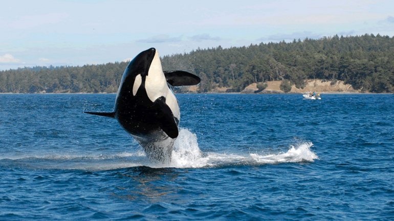 &quot;As orcas foram semelhantes aos humanos e chimpanzés no fator extroversão&quot;, lê-se no comunicado da Associação Americana de Psicologia