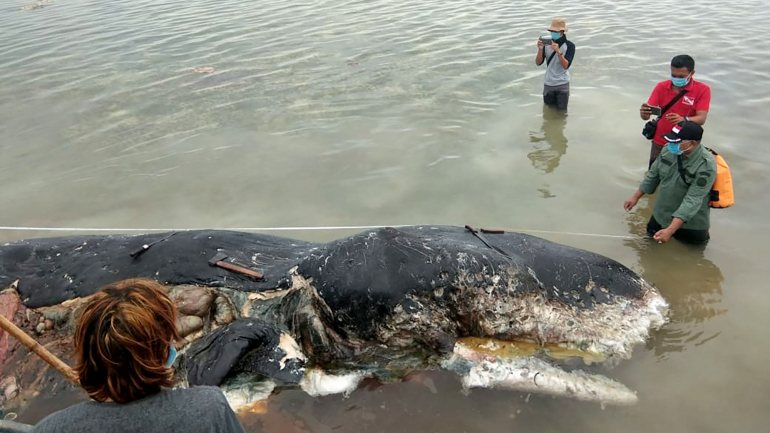 A Indonésia, onde foi encontrada a baleia, é o segundo maior utilizador de plástico do mundo, logo a seguir à China
