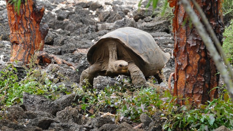 George Solitário era uma tartaruga centenária que morreu em 2012 nas Ilhas Galápagos