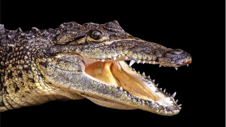 &quot;Portugalosuchus azenhae&quot; é uma espécie de crocodilo descoberta em Tentúgal por paleontólogos portugeses