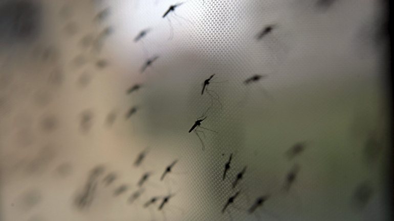Arlindo do Rosário terá um mandato de três anos e o programa visa  visa atingir a meta de erradicar a malária na sub-região até 2030