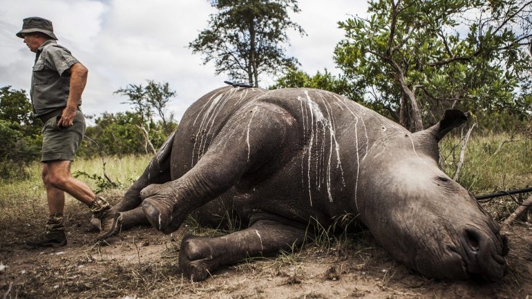 Além de chifres de rinocerontes, os caçadores furtivos procuram também pontas de marfim, cujo mercado de destino é a Ásia