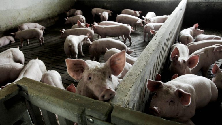 Cerca de 3.500 a quatro mil porcos vivos são fornecidos do continente para Hong Kong diariamente, mas não há ainda registo de surtos naquela região, ou em Macau
