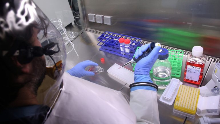 A equipa do Instituto Gulbenkian de Ciência testou em ratinhos diversos &quot;fatores genéticos&quot; associados à formação dos linfócitos T