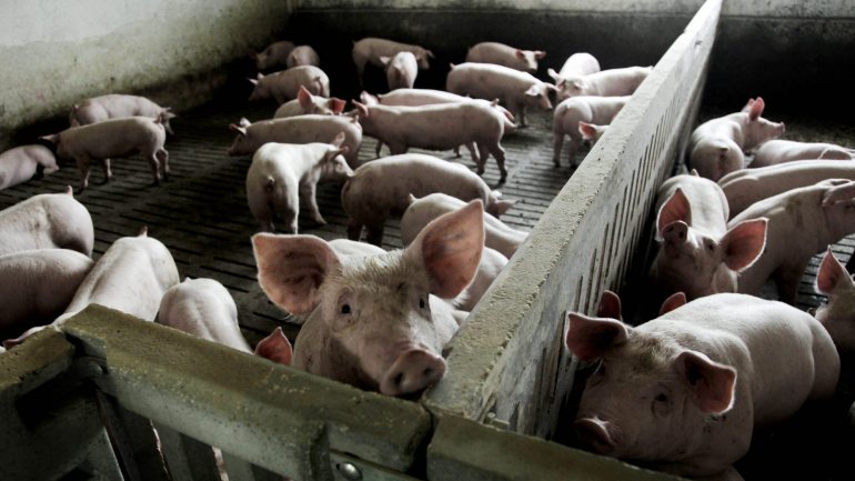 No total, através do Porto de Sines, distrito de Setúbal, os dez contentores vão transportar 270 toneladas de carne, no valor de um milhão de euros, para província chinesa de Hunan