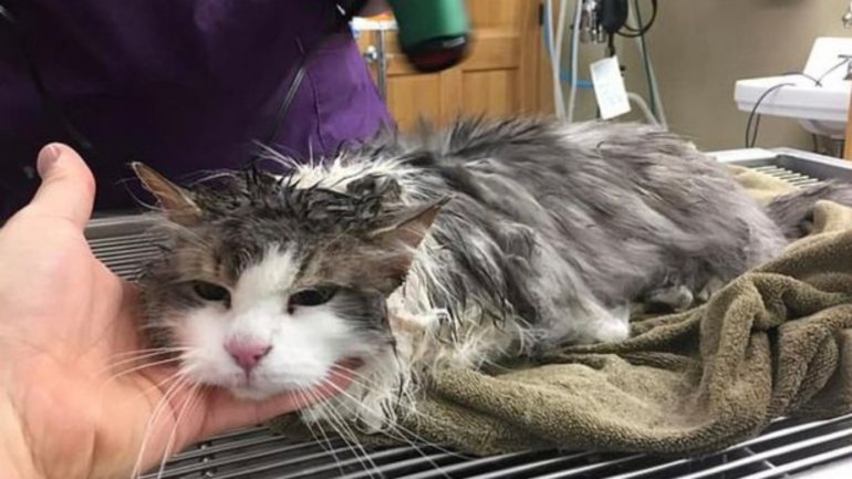 Fluffy foi resgatada a 31 de janeiro e levada de imediato a uma clínica em Kalispell, uma cidade a noroeste de Montana