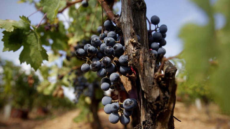 Ao todo serão 190 as indicações geográficas a serem preservadas, incluindo os vinhos do Porto, Douro, Dão, Bairrada, Vinho Verde, Alentejo, Madeira e o Queijo de S.Jorge