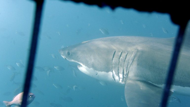 A descoberta ajudará na pesquisa  contra muitas doenças graves dos humanos e para conservar esta e outras espécies de tubarões, muitos dos quais ameaçados pela pesca excessiva