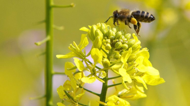 Esta abelha foi descoberta pela primeira vez em 1858 pelo britânico Alfred Russel Wallace