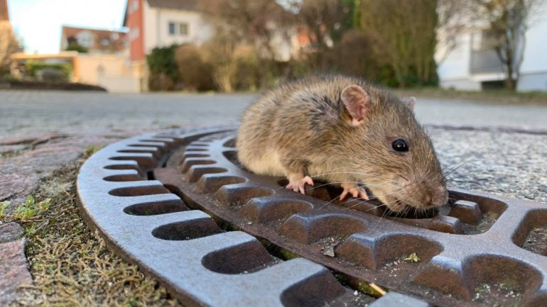 A ratazana resgatada pelas autoridades alemãs na passada terça-feira