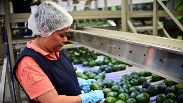 Os EUA importam 100% dos abacates ao México.