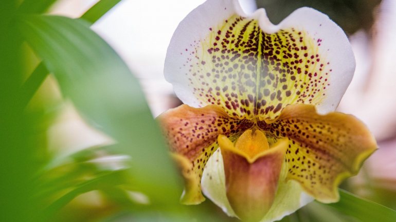 O líquido de polissacarídeos da planta Bletilla Striata (uma espécie de orquídea do Sudeste Asiático) pode estimular o crescimento de novos tecidos para reparar defeitos ósseos, sublinhou a UM