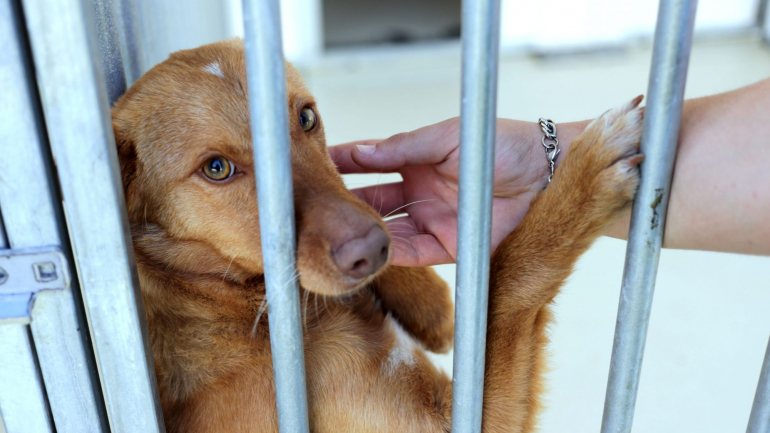Centro de Recolha Oficial de Animais de Companhia do Seixal vai ter agora mais 70 boxes para animais