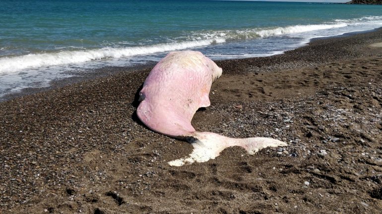 O animal foi encontrado numa praia perto de um resort turístico na Sicília na sexta-feira