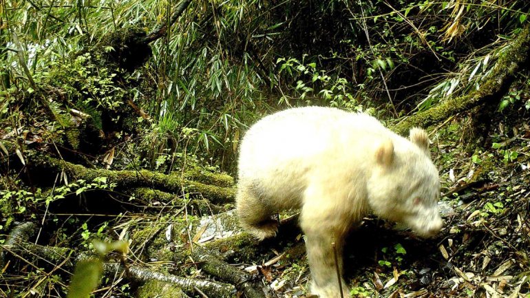 O panda foi fotografado pelas câmaras de segurança da Reserva Natural Nacional de Wolong