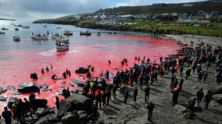 A água ficou pintada com o vermelho do sangue dos 250 animais mortos, um processo recorrente: todos os anos, são abatidas cerca de 800 baleias nas Ilhas Faroé