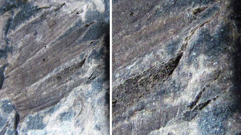 O fóssil foi descoberto na mesma escavação onde já foram identificadas outras quatro novas espécies