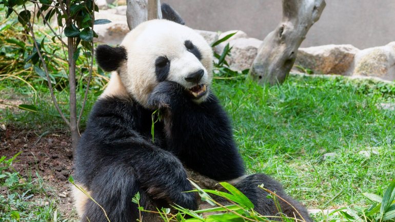 O panda é um animal com um especial simbolismo para a China, desempenhando também um papel ao nível da diplomacia