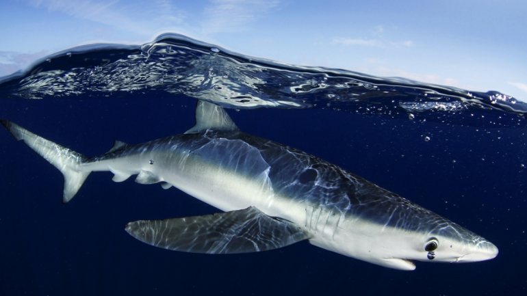 A Greenpeace estima que os barcos espanhóis e portugueses estão a capturar anualmente cerca de 25.000 tubarões anequim
