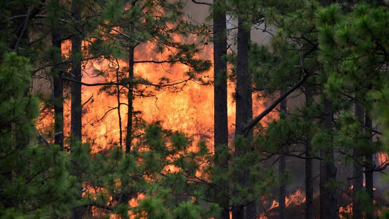 Crescimento é ligado aos incêndios rurais de 2017, às altas temperaturas e a ventos fortes registados no mesmo período