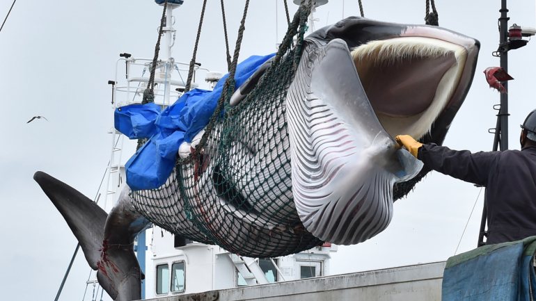 Os baleeiros japoneses começaram a caça na manhã desta segunda-feira © KAZUHIRO NOGI/AFP/Getty Images