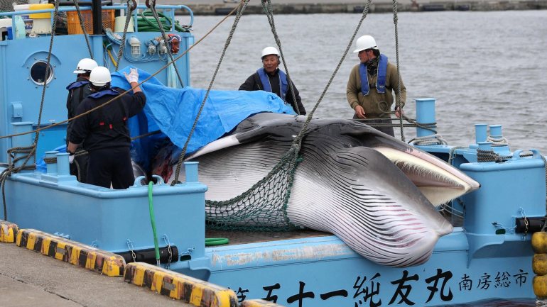 O departamento de Pescas japonês estabeleceu para este ano uma quota de captura de 227 baleias