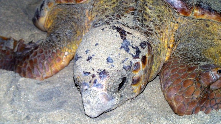 A Caretta caretta, também conhecida por tartaruga comum, encontra-se em perigo de extinção