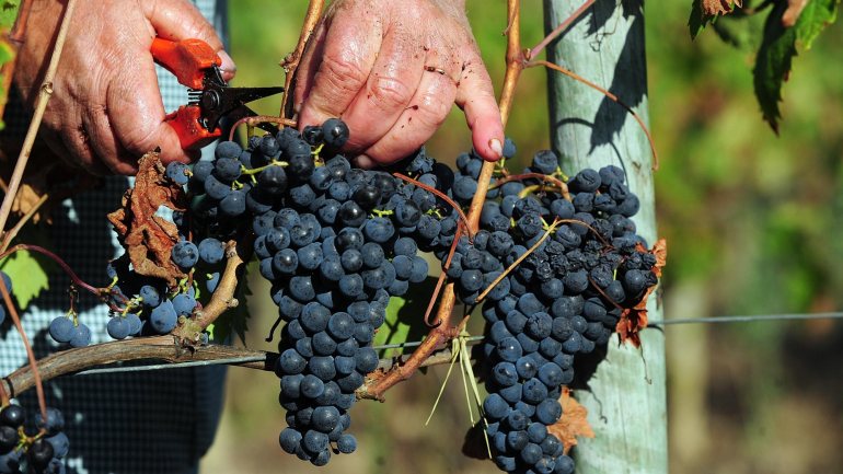 O território tem cerca de 10 mil hectares de vinha e estão inscritos 110 produtores, embora só 65 certifiquem vinho