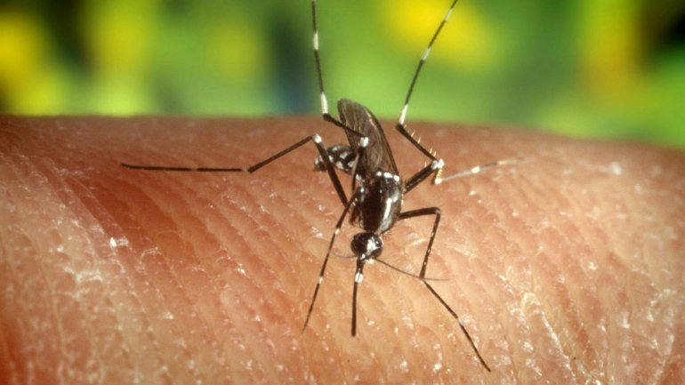 Não são todos os mosquitos que picam, apenas as fémeas tem o hábito de o fazer, os machos alimentam-se de néctar