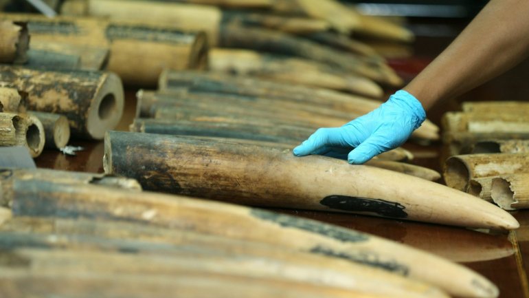 O marfim, depois de vendido, poderia render cerca de 16 milhões de euros
