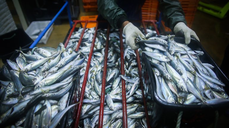 A pesca da sardinha esteve interdita entre setembro de 2018 e 03 de junho deste ano