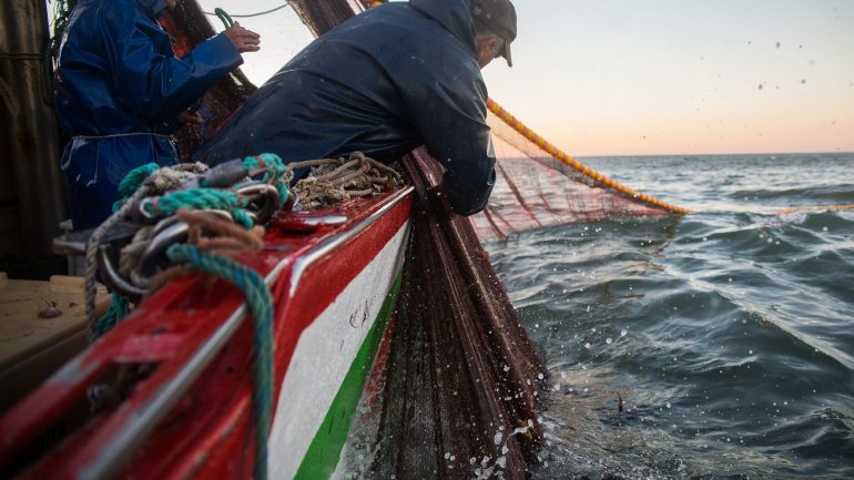 Mantém-se a interdição da pesca da sardinha às quartas-feiras e os limites diários de captura