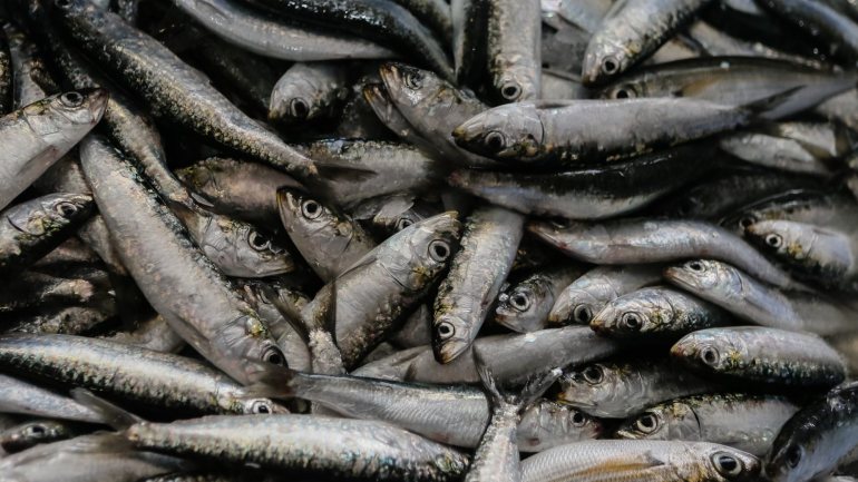 A 1 de agosto, o Governo aumentou a quota de pesca da sardinha em 25%