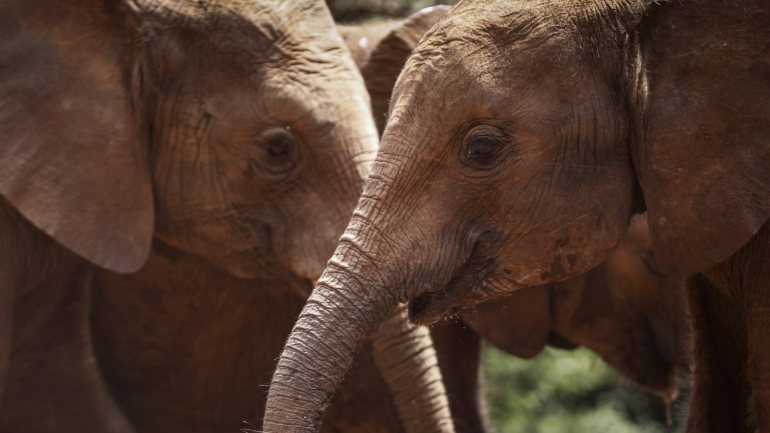 O elefante africano passou de vários milhões de exemplares em meados do século XX para cerca de 400.000 em 2015