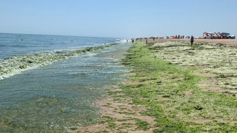 As fotografias que têm sido partilhadas nas redes sociais mostram o que tem sido visto pelo Algarve: o mar, literalmente, verde devido à presença de uma quantidade bastante elevada de algas verdes