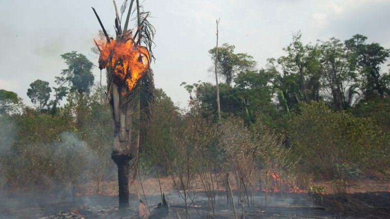 A Amazónia, que está a arder há vários dias, é a maior floresta tropical do mundo e possui a maior biodiversidade registada numa área do planeta