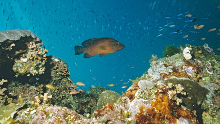 A Grande Barreira de Coral tem mais de dois mil quilómetros de comprimento