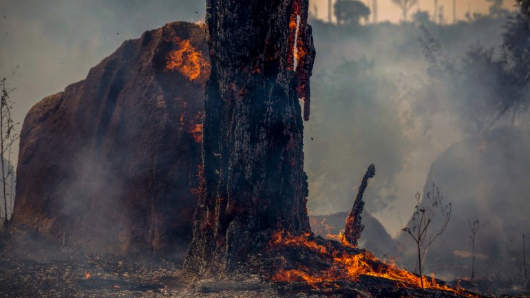 Vestígios de um incêndio em parte da floresta amazónica, no estado do Pará