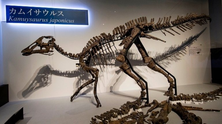 O dinossauro foi batizado como &quot;Kamuysaurus japonicus&quot;, que significa &quot;deus dragão japonês&quot;