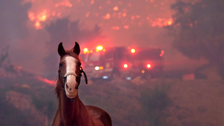 O estado da Califórnia é um dos mais afetados todos os anos pelos incêndios florestais que só em 2018 causaram 103 mortes