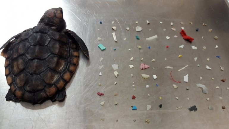 &quot;Foi de partir o coração&quot;, disse a especialista que encontrou 104 pedaços de plástico no trato intestinal da tartaruga bebé