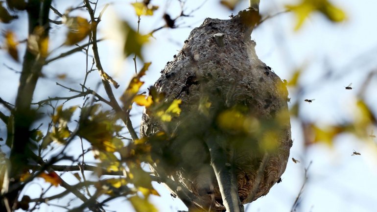 Quando ameaçada, a vespa asiática faz perseguições até algumas centenas de metros