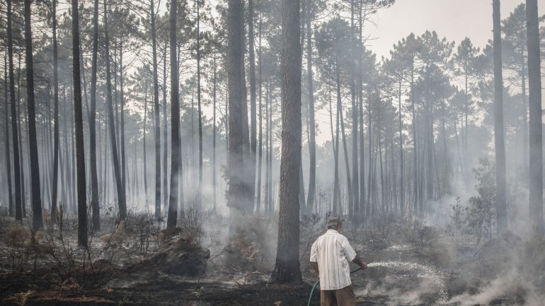A 15 de outubro de 2017 foram registados dois fogos no Pinhal de Leiria. Arderam 9476 dos 11 mil hectares