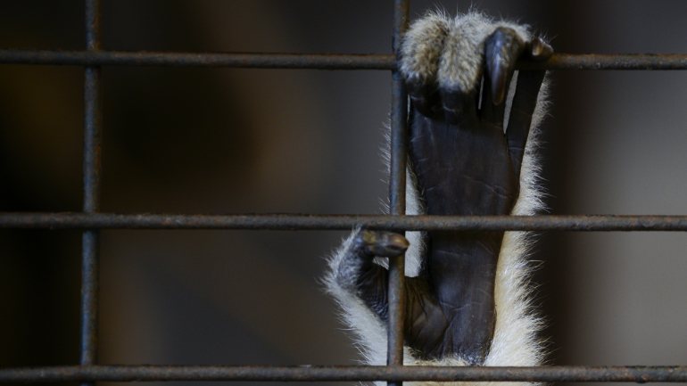 Um laboratório em Hamburgo, na Alemanha, fez testes abusivos sobre animais
